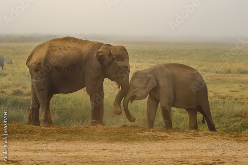 Photography Two elephants one of them chained touching each other with their trunks in the m