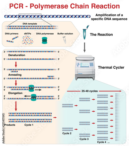 The different stages and cycles of DNA molecule amplification by Polymerase Chain Reaction, PCR, in a thermal cycler photo