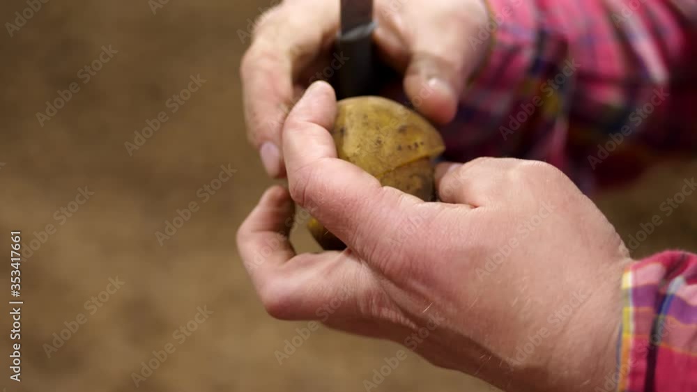 close-up, farmer's hands holding a potato tuber on blurred background, in potato storage warehouse. potato harvest, farming, agriculture, food industry. close-up, farmer's hands holding a potato tuber on blurred background, in potato storage warehouse. potato harvest, farming, agriculture, food industry.