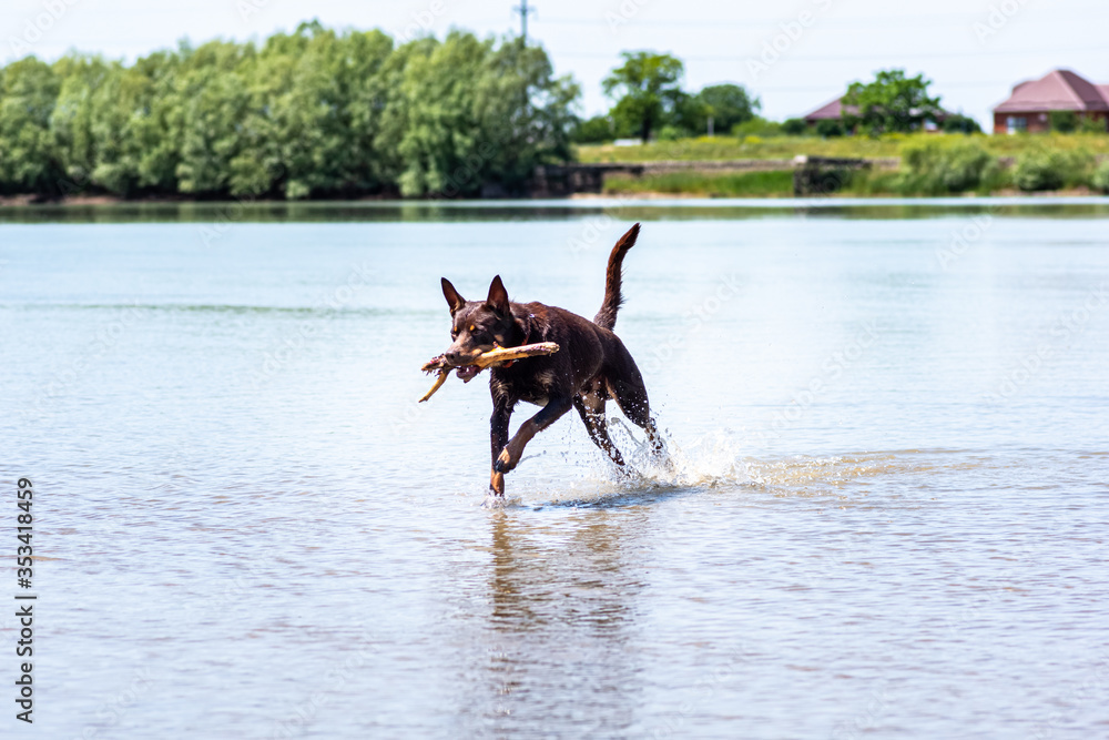 Australian Kelpie breed dog runs and plays on the river water with a stick Australian Kelpie breed dog runs and plays on the river water with a stick