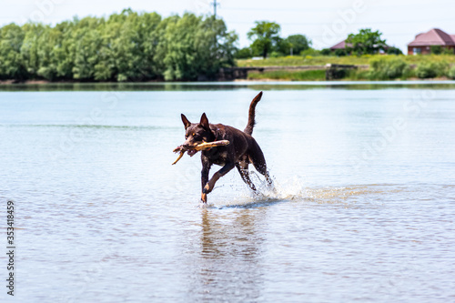 Australian Kelpie breed dog runs and plays on the river water with a stick © Vasily Popov