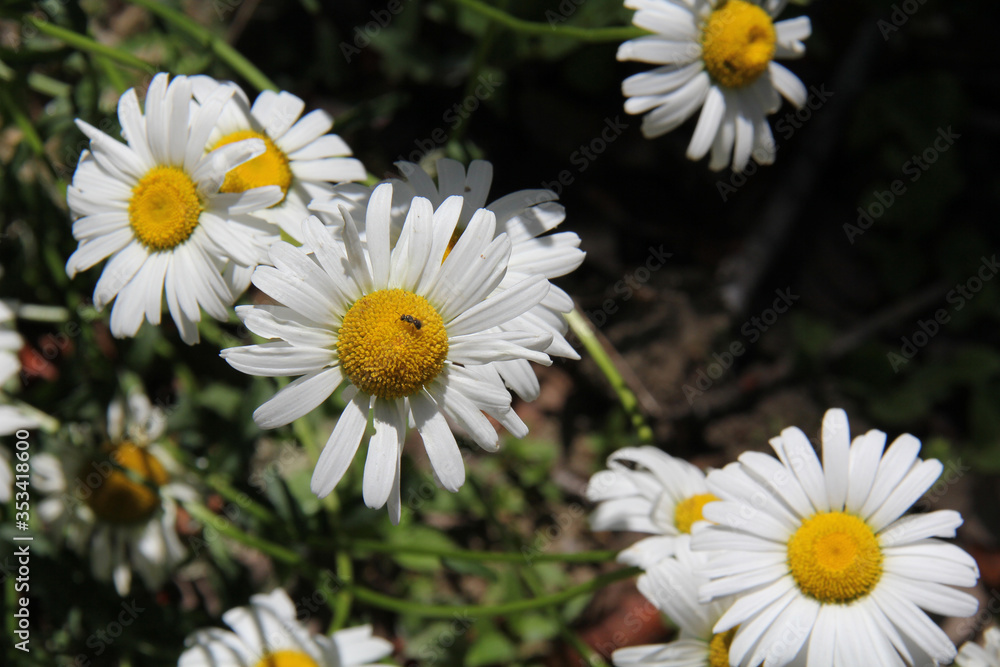 Fototapeta premium insect on a white daisy