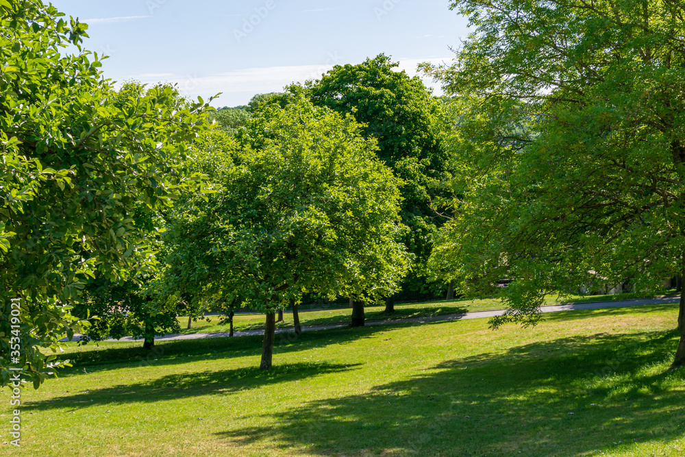 trees in the park trees in the park