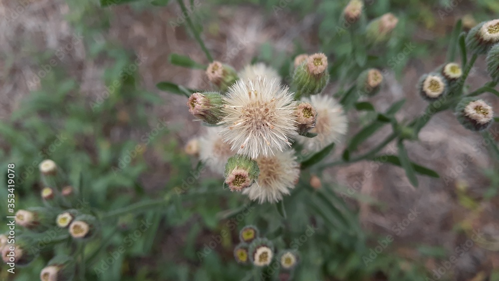 thistle flower in the grass thistle flower in the grass