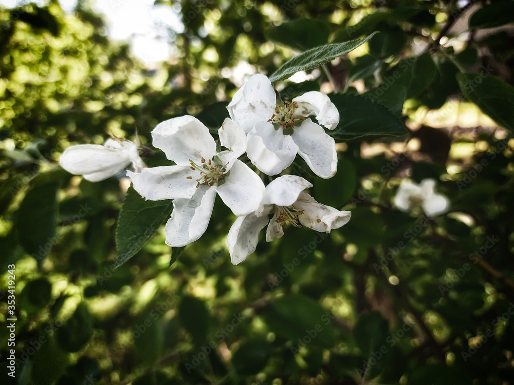 white Apple blossoms in the garden white Apple blossoms in the garden