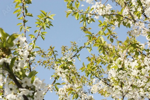 Tree with beautiful white flowers in the garden 