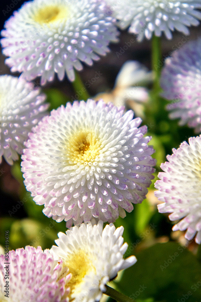 Close-up of white daisy with blurred background. (Bellis perennis) Close-up of white daisy with blurred background. (Bellis perennis)