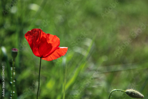 Fiore di papavero rosso acceso in un campo  sotto la luce accecante del sole splendente di inizio estate  dettagli