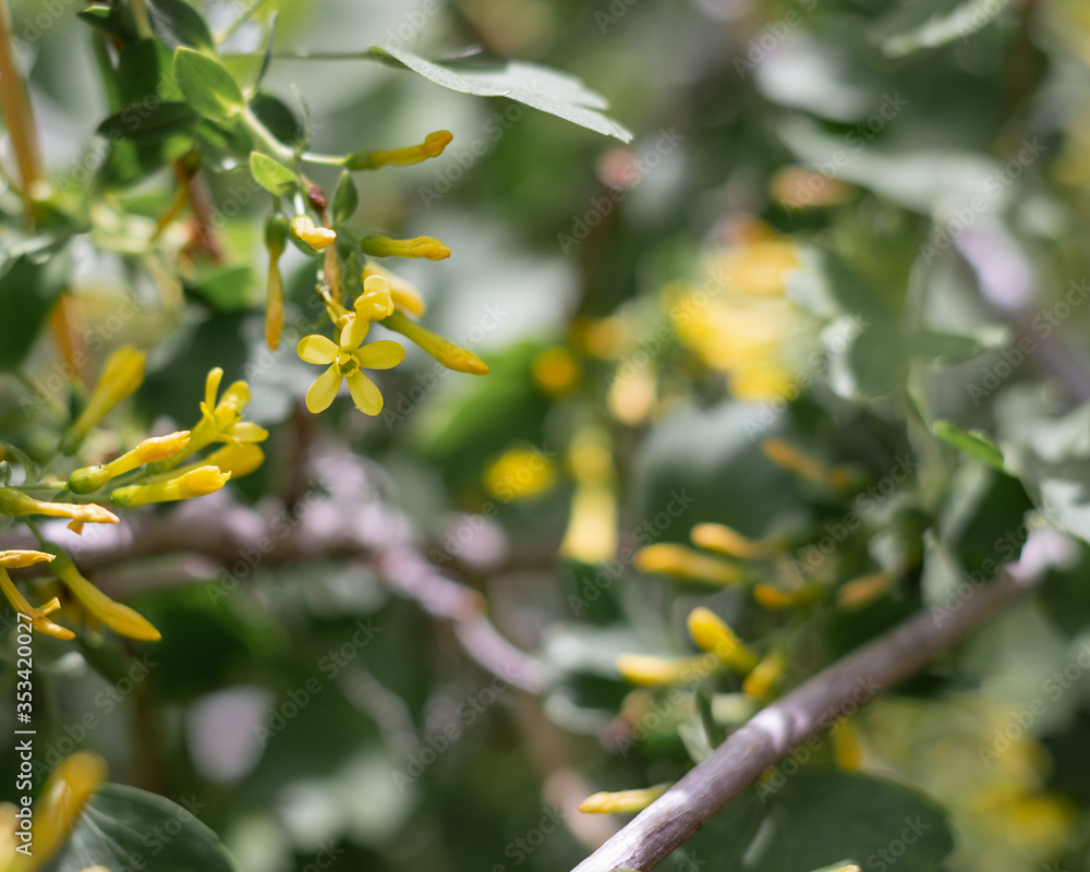 Yellow Flowers with Green Leaves and Shallow Depth of Field