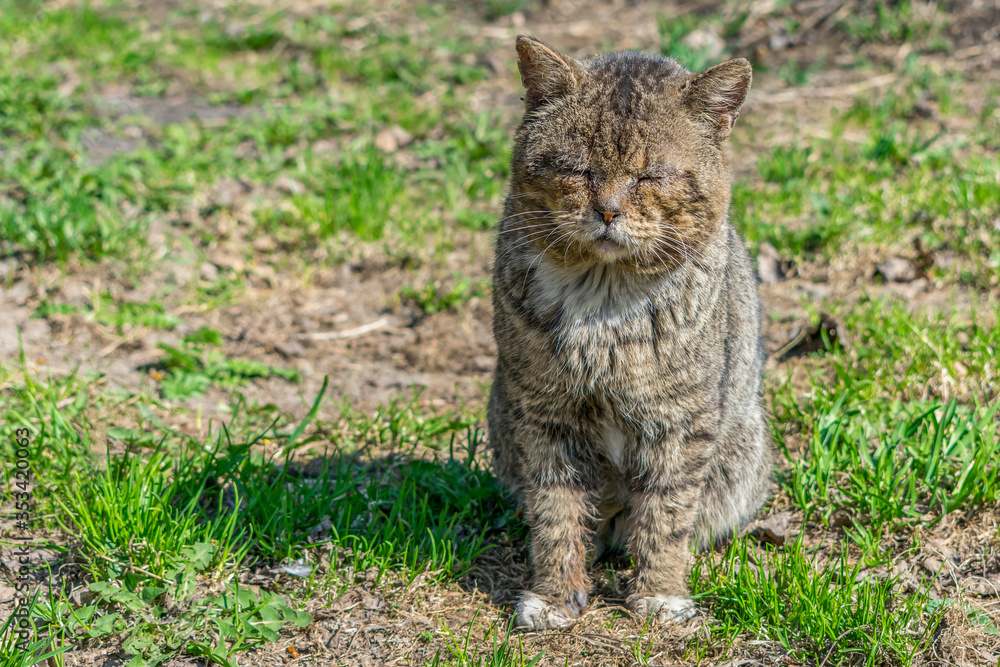Fototapeta premium Old and sick cat with wounds sits on the grass and dozes
