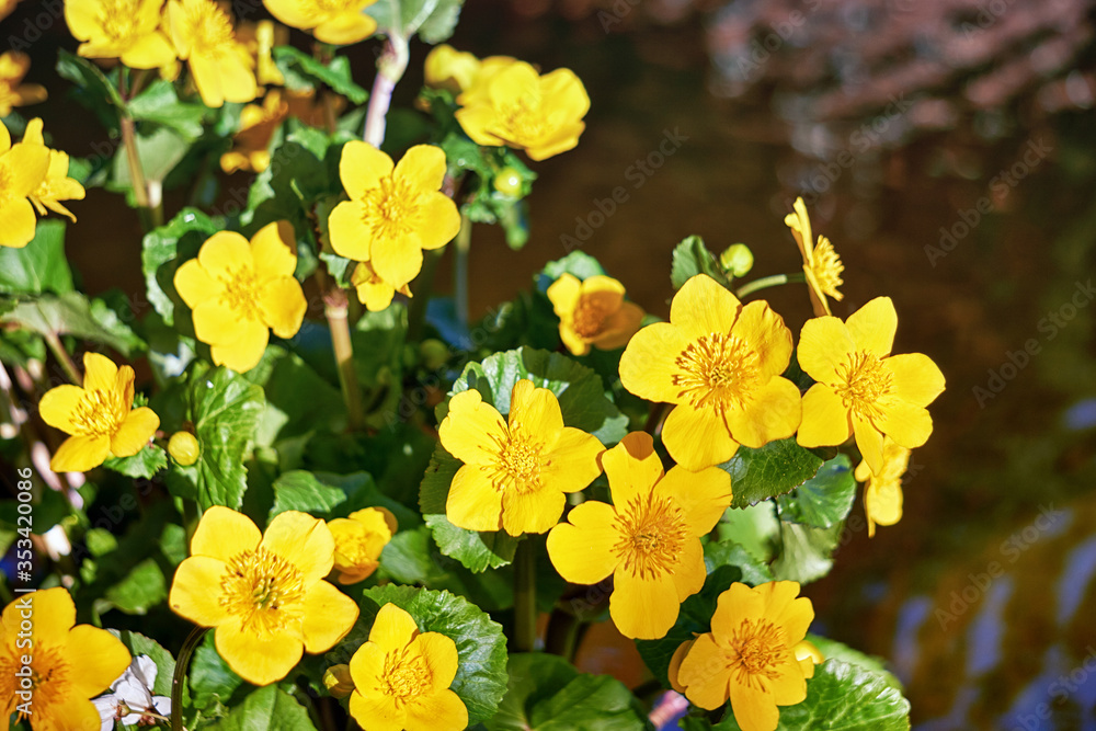 Bright yellow flowers of the marigold. With a green blurred background. Bright yellow flowers of the marigold. With a green blurred background.