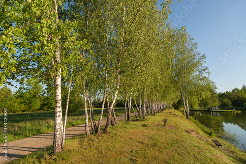 Fototapeta Naklejka Na Ścianę i Meble -  Młode brzozy 