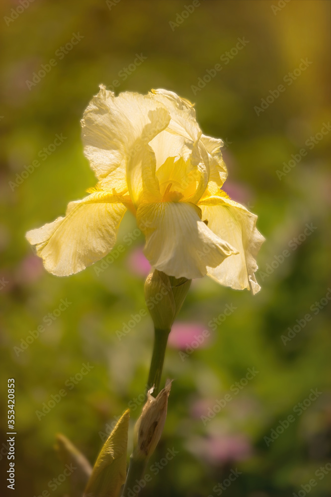 Fototapeta premium Spring garden. Bud of the yellow iris and green leaves in the spring sun 