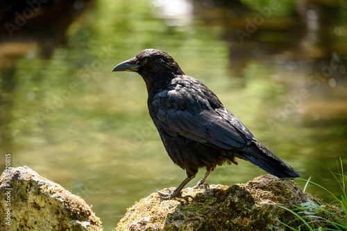 Carrion crow (corvus corone) perched on a rock in a forest.