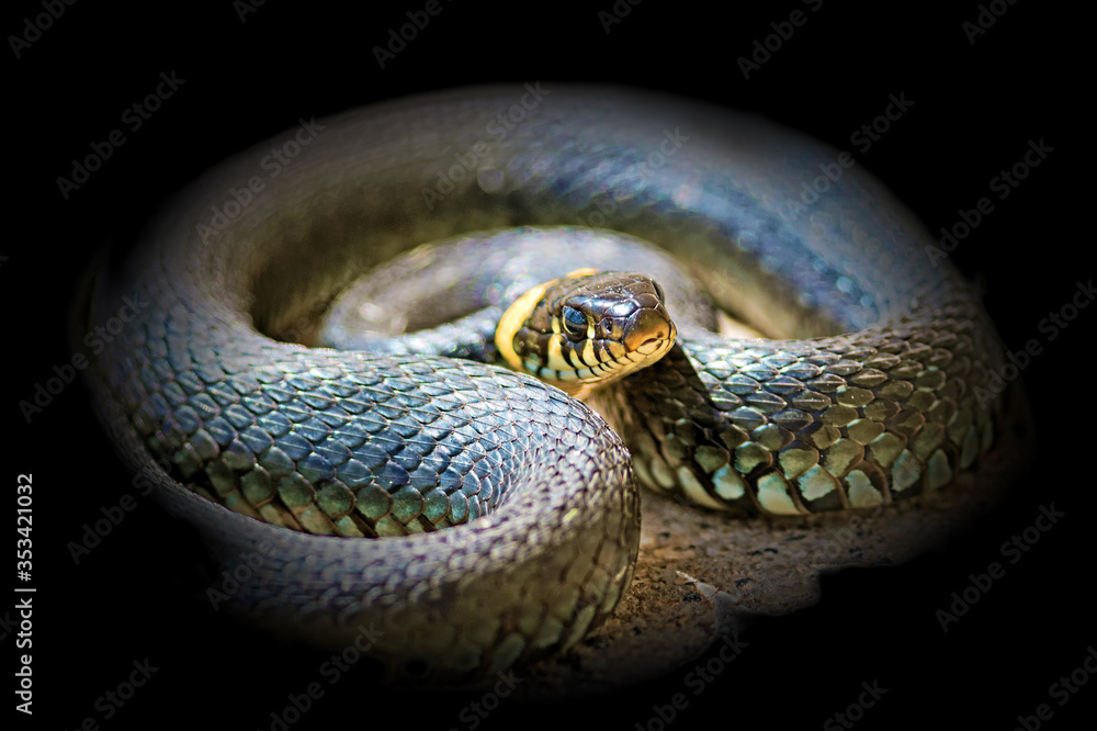 natrix snake reptile in wildlife isolated on black background. Closeup macro view of wild animal. Narrow focus on head natrix snake reptile in wildlife isolated on black background. Closeup macro view of wild animal. Narrow focus on head