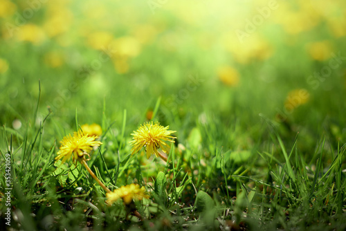 Meadow with yellow dandelions. Yellow dandelions against yellow-green field in blur. © alexx_60