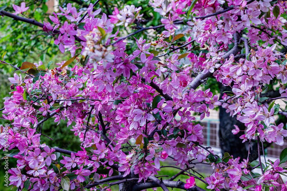 pink flowers background pink flowers background