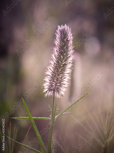 Flor seca con tonos morados.