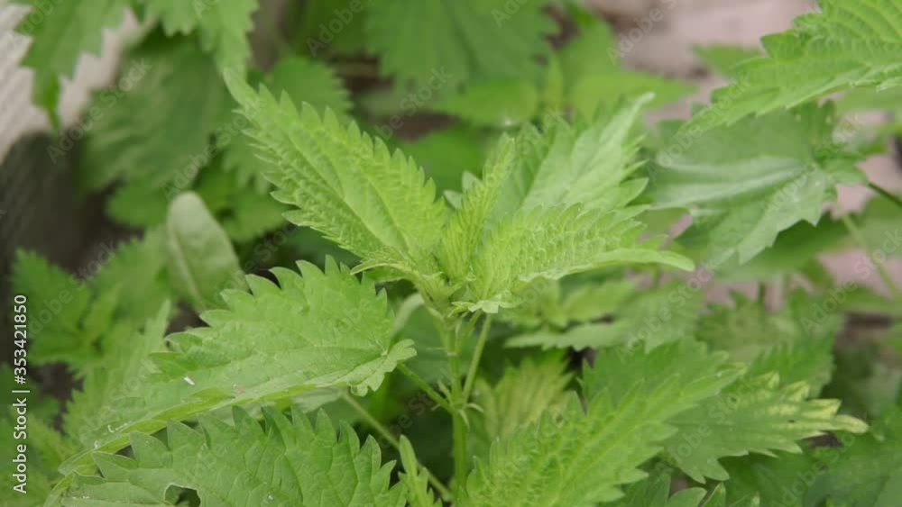 nettle dioecious Urtica dioica with green leaves grows in natural thickets. nettle dioecious Urtica dioica with green leaves grows in natural thickets.