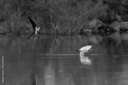 Black-winged Stilt charging a egret for protecting its chicks at Buhair lake, Bahrain