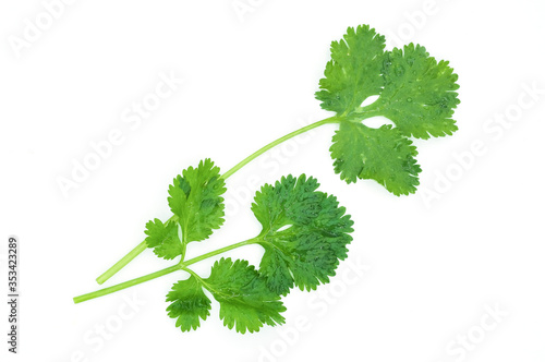 Closeup fresh coriander with water drop isolated on white background