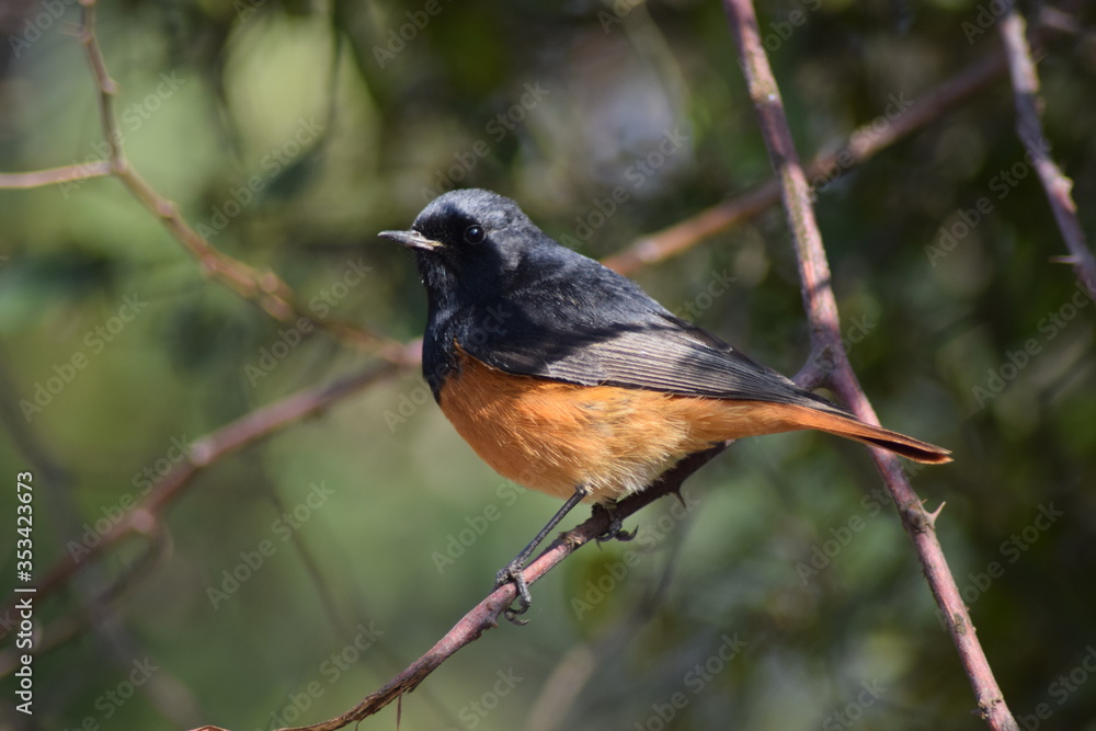 robin on a branch robin on a branch