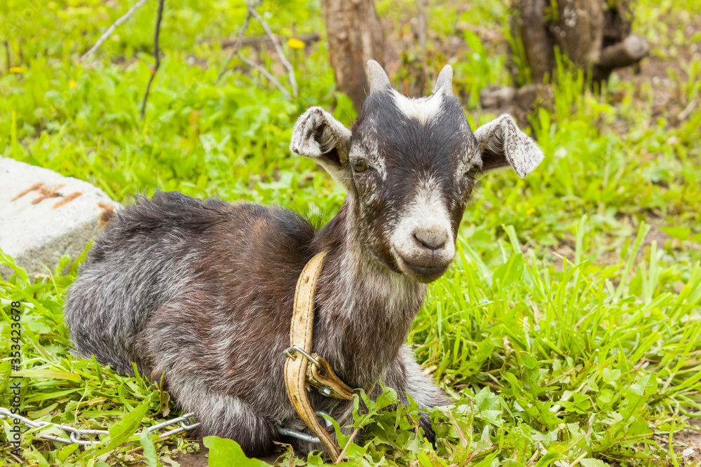 Fototapeta premium The kid is lying on the grass. Farming, cattle.