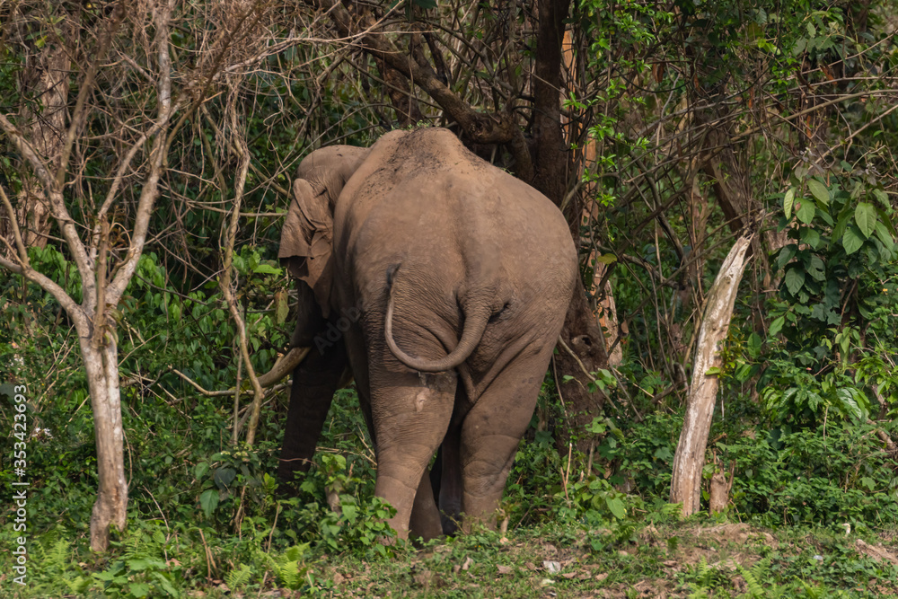 Fototapeta premium An adult wild elephant standing with its back and wagging its tail 