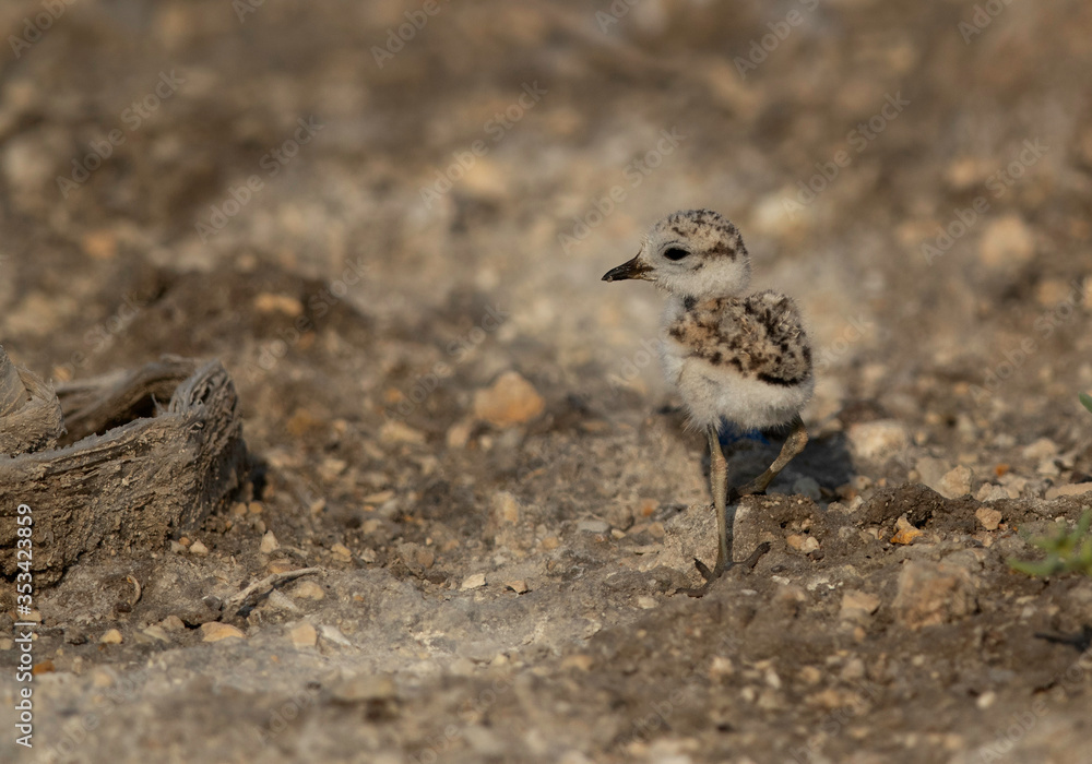A Kentish Plover chick at Asker marsh, Bahrain