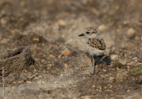 A Kentish Plover chick at Asker marsh  Bahrain