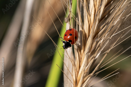 ladybug in a wheat field