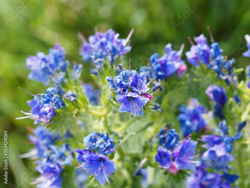 Gros plan sur tige couverte fleurs bleu vif en forme de cloche et bouton rose de vipérine commune  (Echium vulgare)