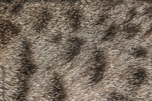 Background of a wild cat s fur with spots