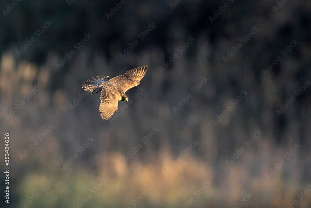 Fototapeta premium Peregrine Falcon (Falco peregrinus), Greece.