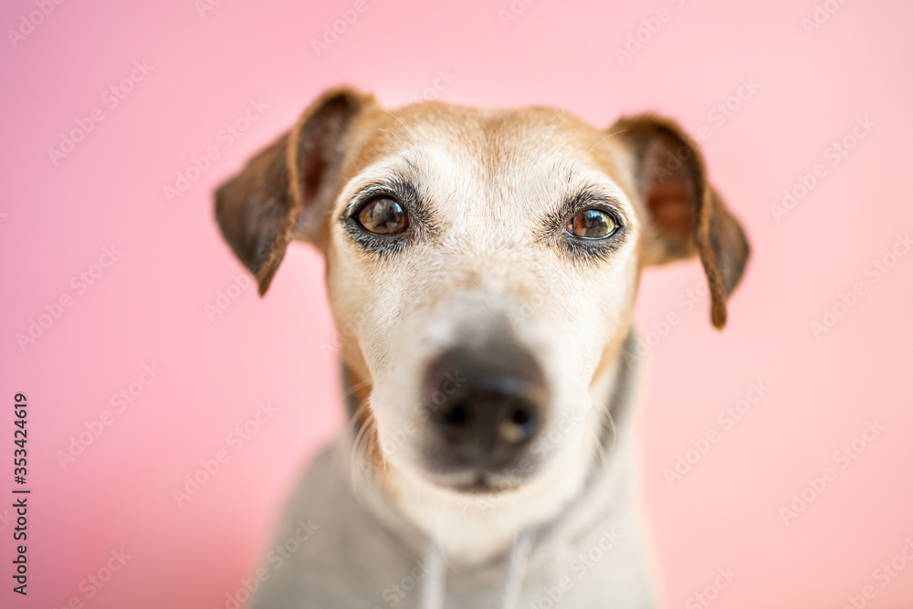 A cute dog in grey hoodie looking serious sad eyes to camera. Pink girly romantic background. Concentrated pet in clothes watching you. Animal theme concept attentive look eyes