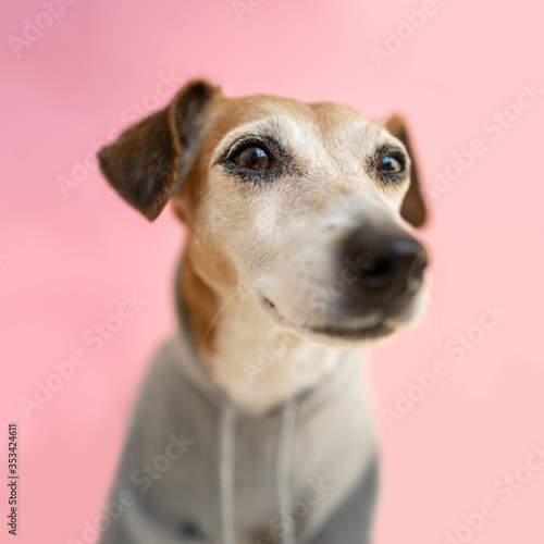 A close up dog in sweater hoodie face portrait. Gray pet clothes. Pink background. casual relaxed street style. Animal theme. Happy pet concept. Take it easy. square format © Iryna&Maya
