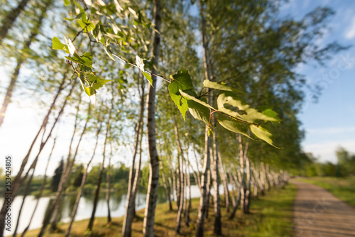 Fototapeta Naklejka Na Ścianę i Meble -  Zielone brzozy 