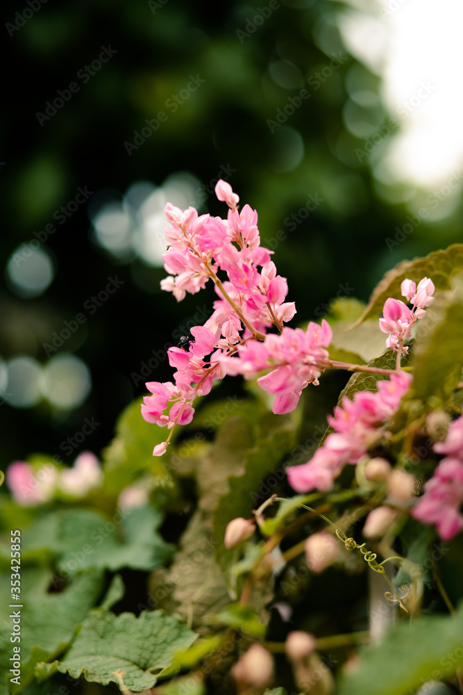 pink and green pink and green