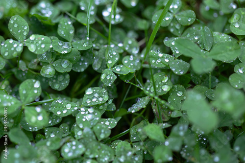 Сlover with a lot of small drops after summer rain