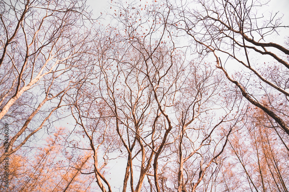 The dry trees that grow on Phu Kradueng National Park,Loei, Thailand.Trees and dry twigs where the leaves fall to the ground In the hot and dry summer. The dry trees that grow on Phu Kradueng National Park,Loei, Thailand.Trees and dry twigs where the leaves fall to the ground In the hot and dry summer.