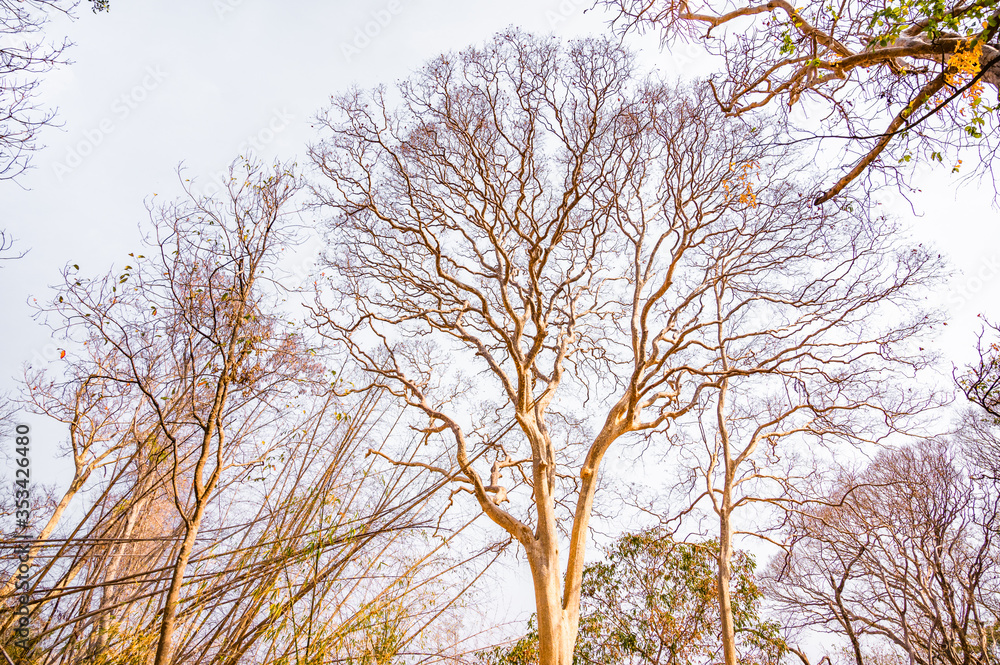 The dry trees that grow on Phu Kradueng National Park,Loei, Thailand.Trees and dry twigs where the leaves fall to the ground In the hot and dry summer.