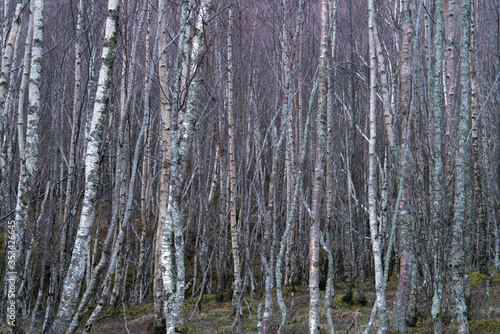 Close-up View of Dense Silver Birch Forest of Trees in Pink Evening Winter Light
