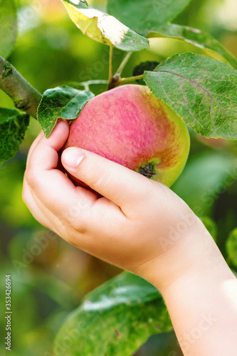 Close up of little child hand with apple on apple tree holding it in the garden. Apple harvest.