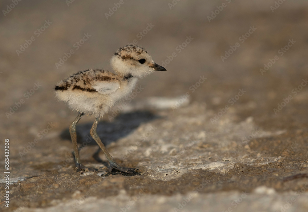 Closeup of Kentish Plover chick at Asker marsh, Bahrain Closeup of Kentish Plover chick at Asker marsh, Bahrain