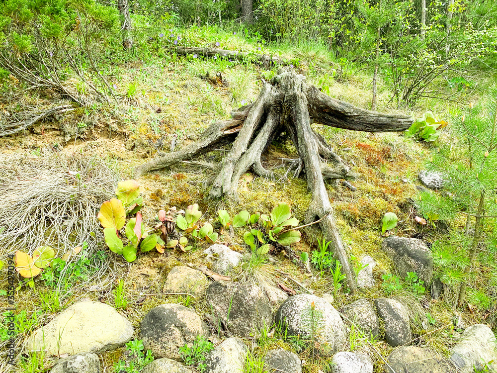 Obraz premium Old rotten driftwood, tree stump in forest