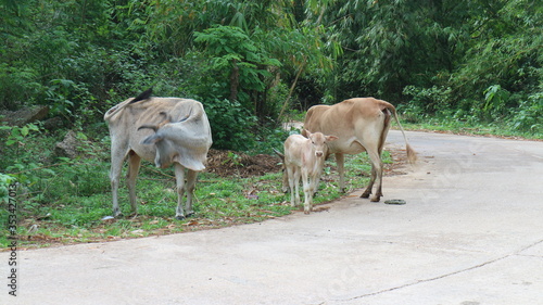 Cows in the summer grass are small and thin. 