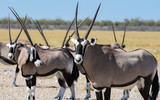 Portrait of Gemsbok / Oryx in Etosha National Park