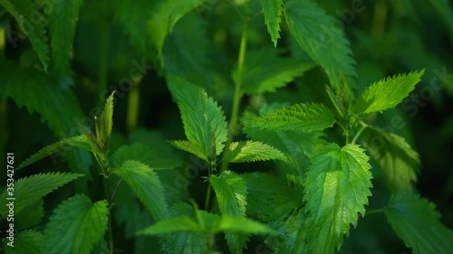 Closeup view video footage of beautiful green fresh leaves of nettles plants growing outside in spring or summer wood. photo