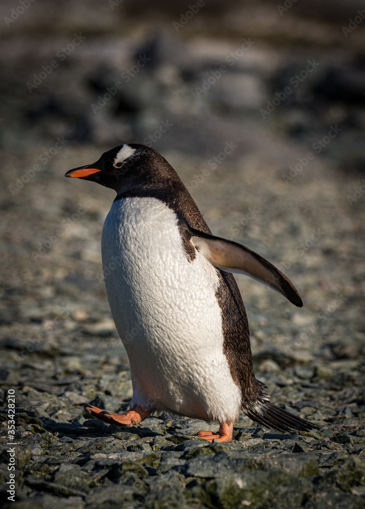 Naklejka premium Gentoo penguin, Antarctica (Pygoscelis Papua)