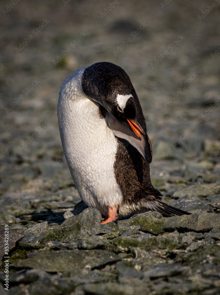 Naklejka premium Gentoo penguin, Antarctica (Pygoscelis Papua)